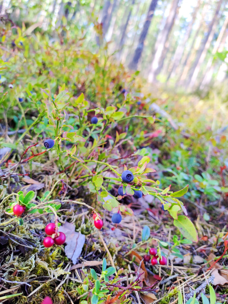 Vackra blåbärsris i Rällaskogen vid Rälla på Öland.